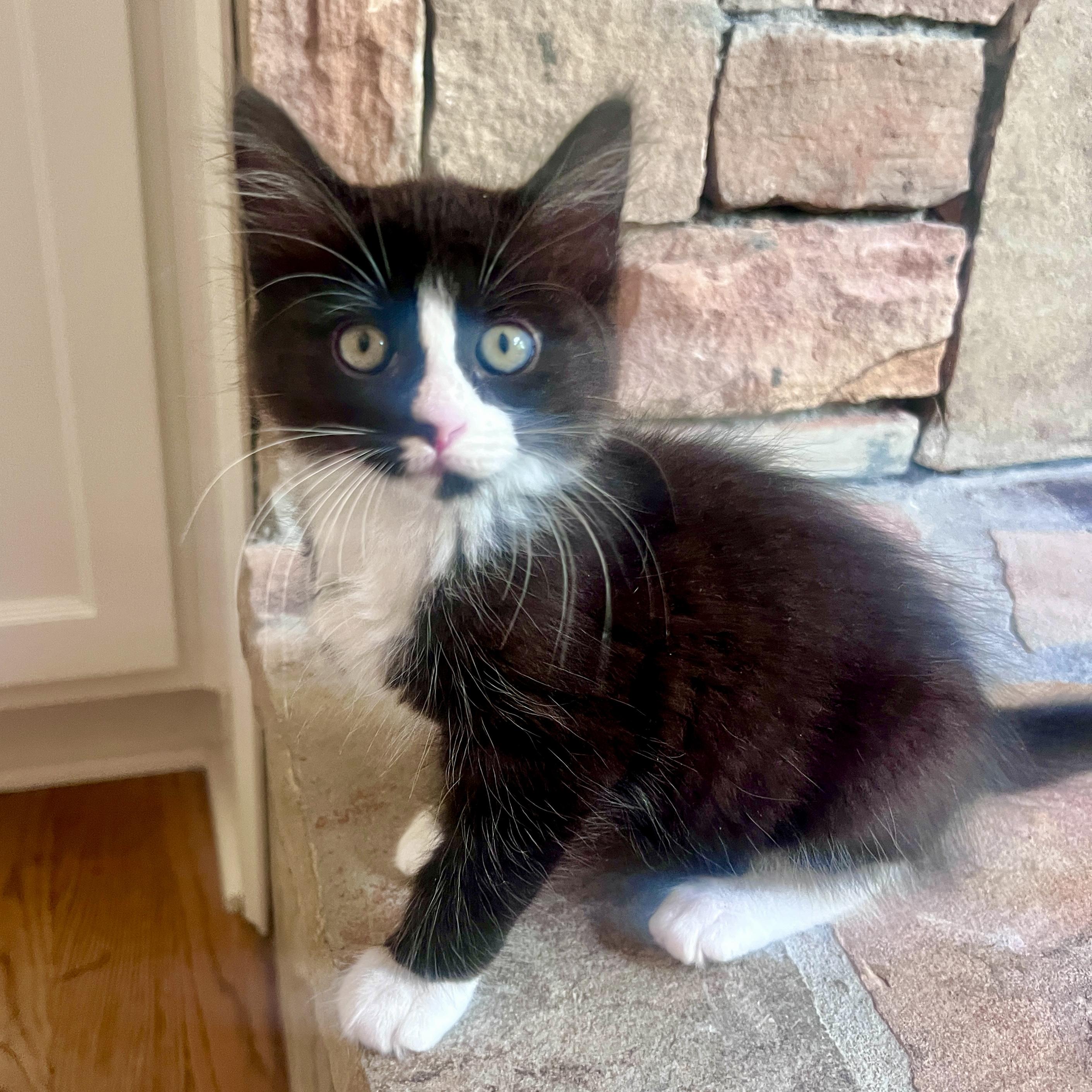 Enlarge Gemma, a ADOPTABLE Tuxedo in Jasper, GA image 1/1