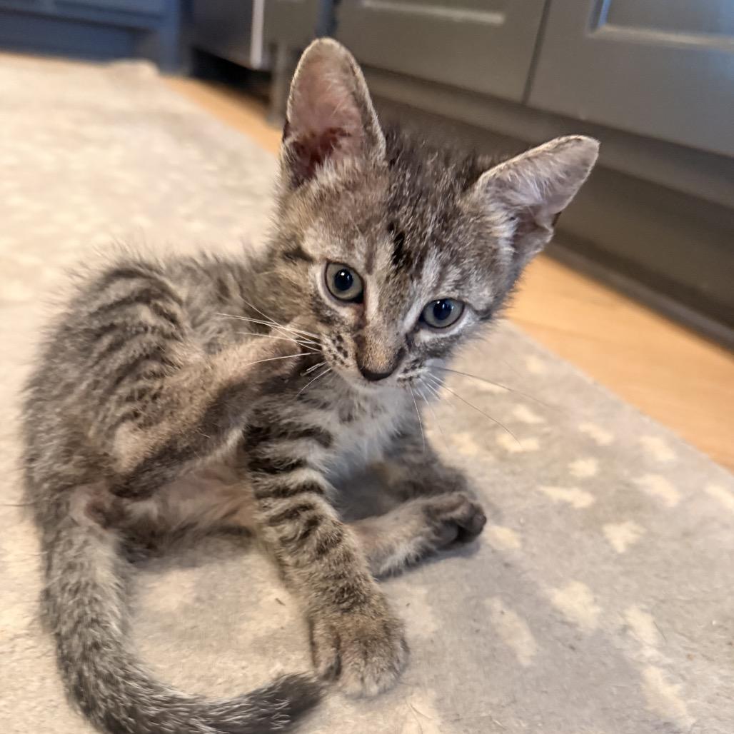 Grover, Adoptable, Kitten Male Domestic Short Hair.