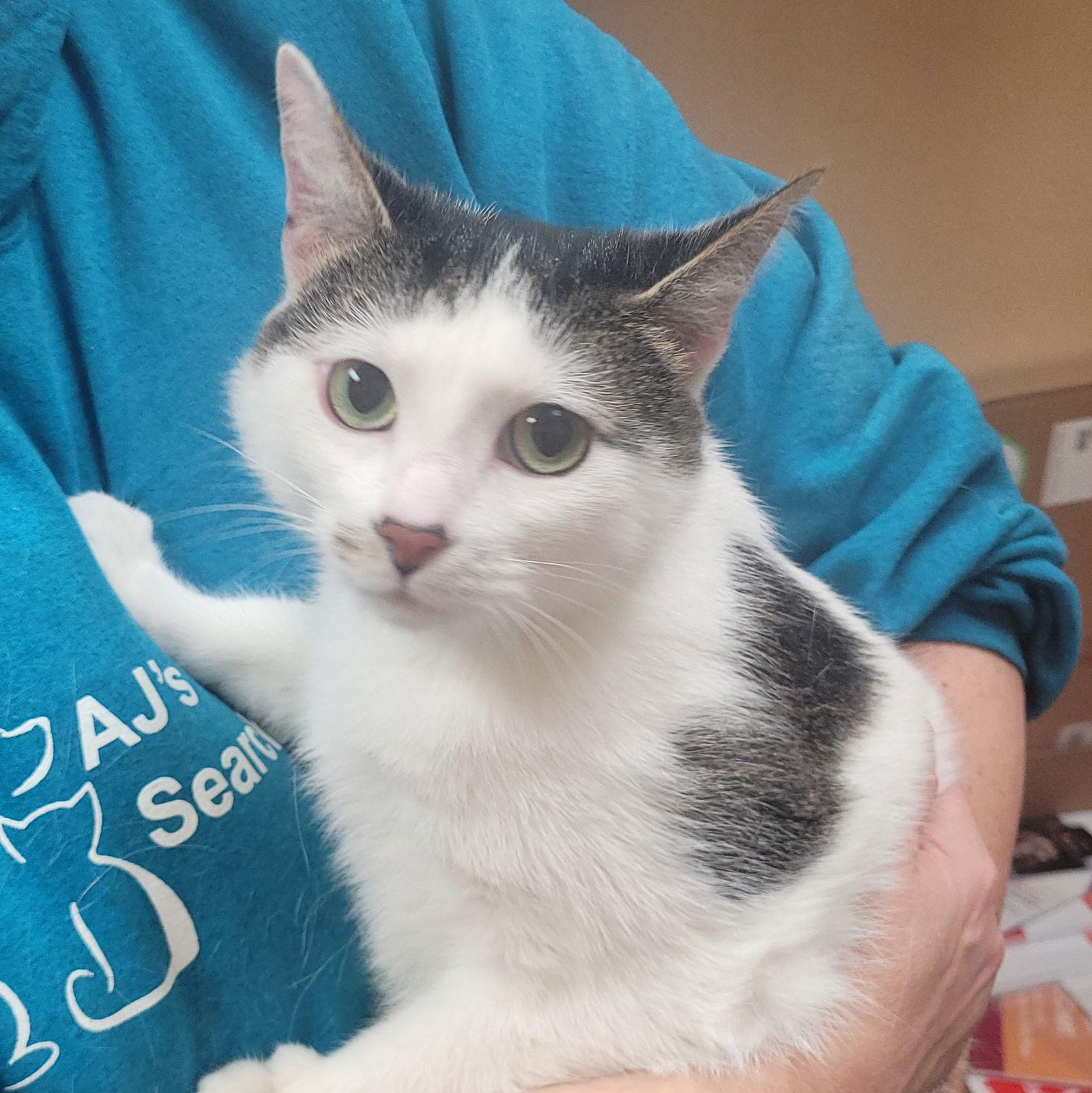 Enlarge Lilly - Momma, a Adoptable Domestic Short Hair in Akron, OH image 1/2