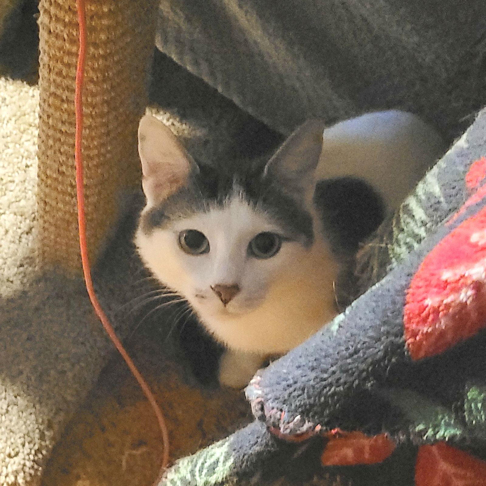 Enlarge Lilly - Momma, a Adoptable Domestic Short Hair in Akron, OH image 2/2