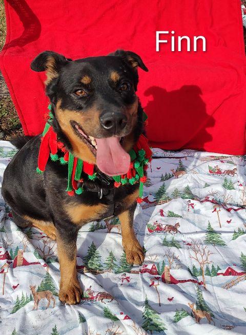 Enlarge Finn, a Adoptable mixed breed in Cape May Court House, NJ image 2/6