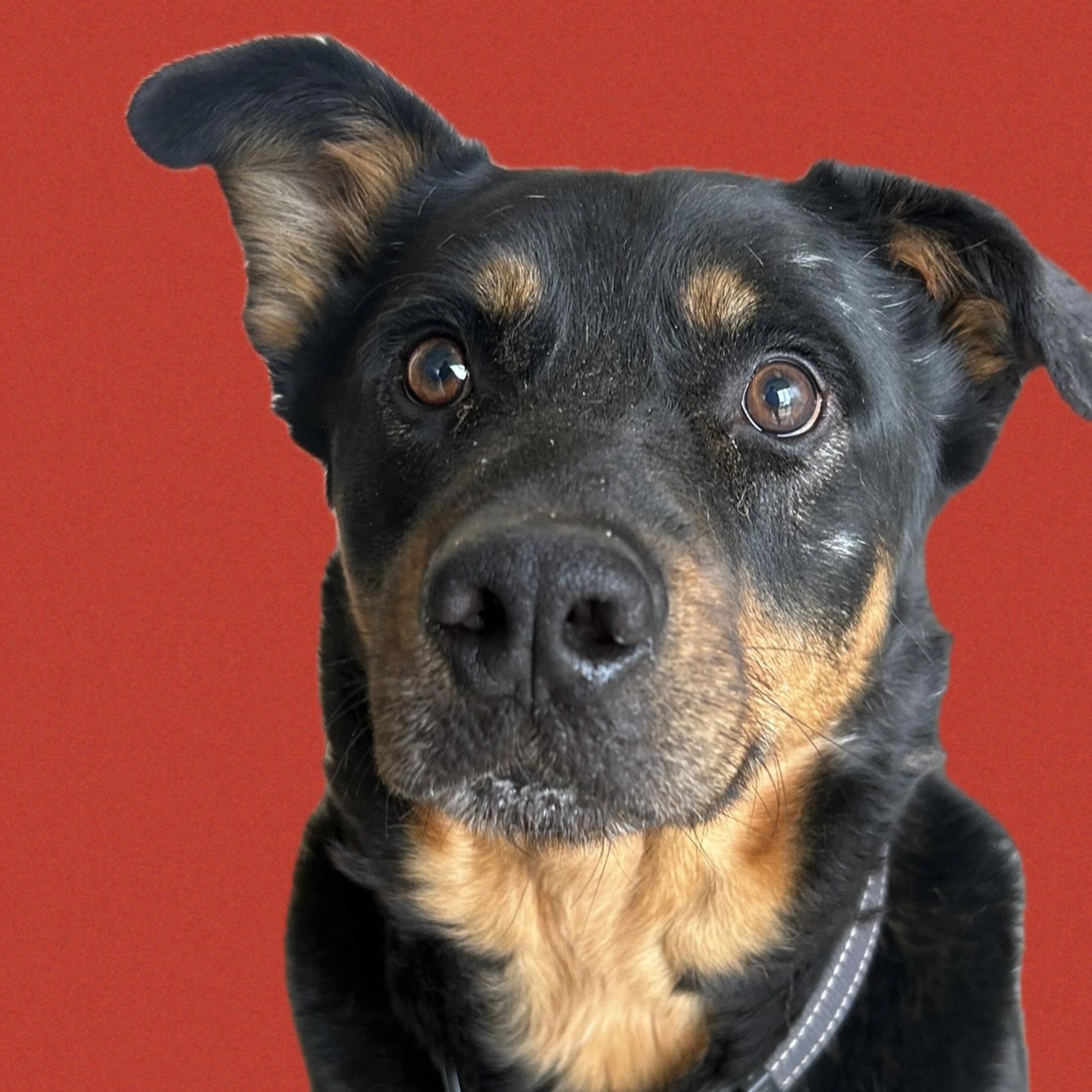 Enlarge Finn, a Adoptable mixed breed in Cape May Court House, NJ image 1/6
