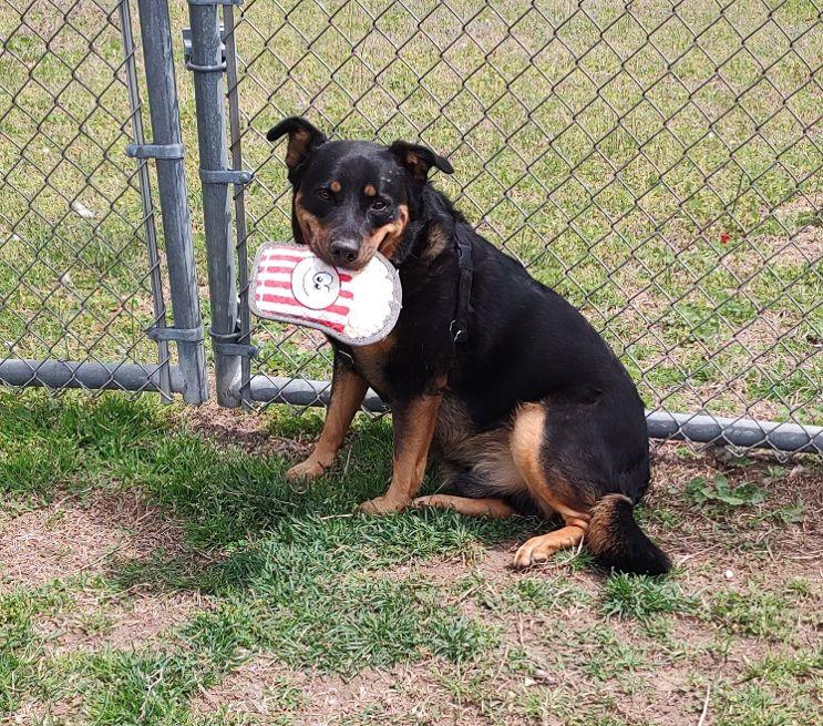 Enlarge Finn, a Adoptable mixed breed in Cape May Court House, NJ image 3/6