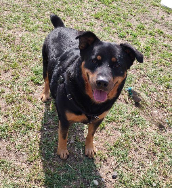 Enlarge Finn, a Adoptable mixed breed in Cape May Court House, NJ image 4/6