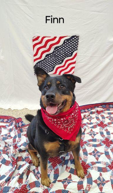 Enlarge Finn, a Adoptable mixed breed in Cape May Court House, NJ image 5/6