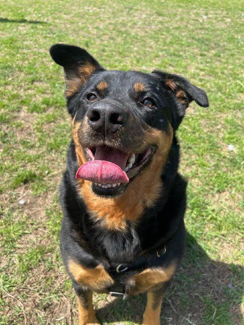 Enlarge Finn, a Adoptable mixed breed in Cape May Court House, NJ image 6/6