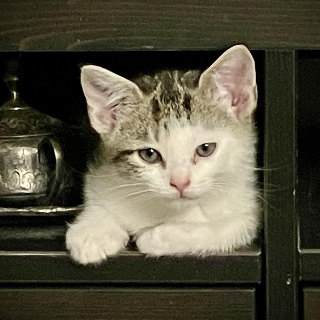 Ilia — thumbnail 2