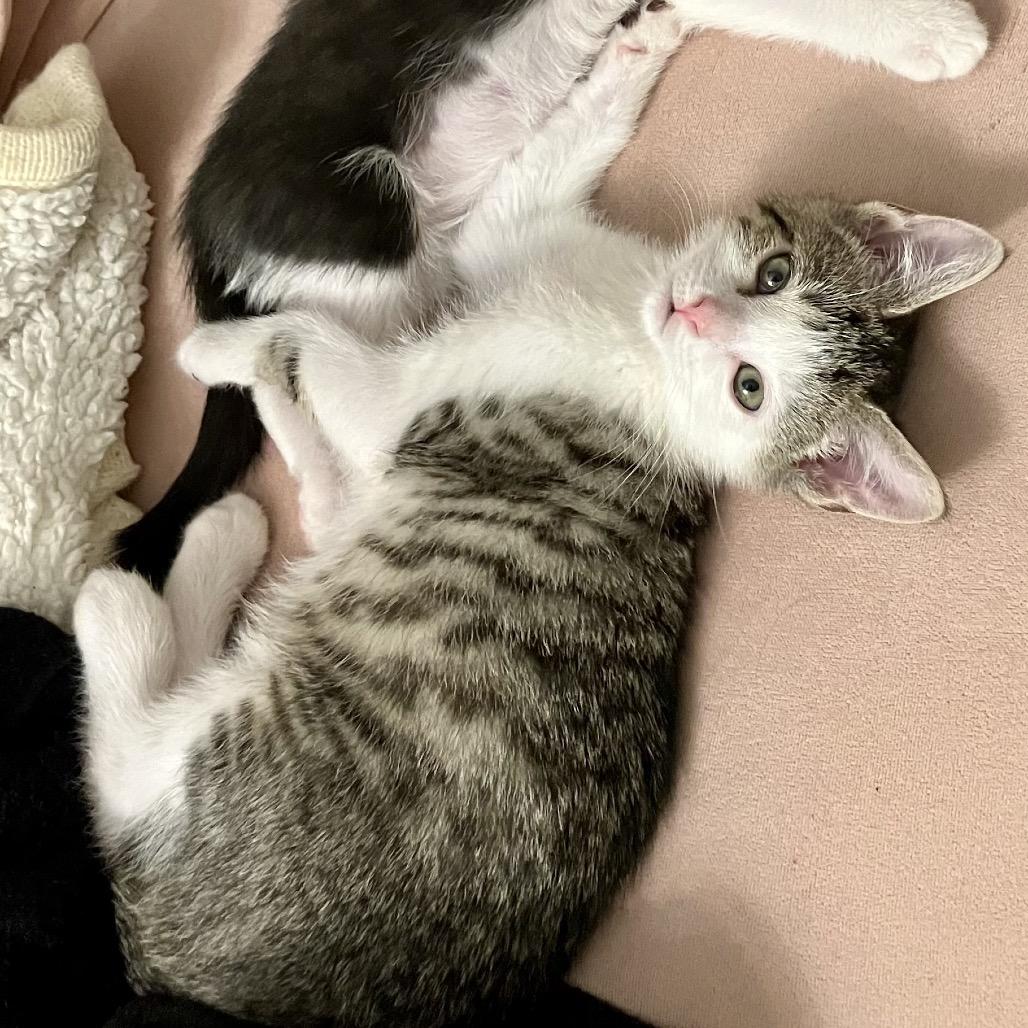 Ilia — thumbnail 3