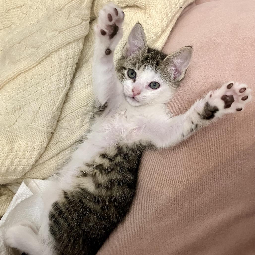 Ilia — thumbnail 4