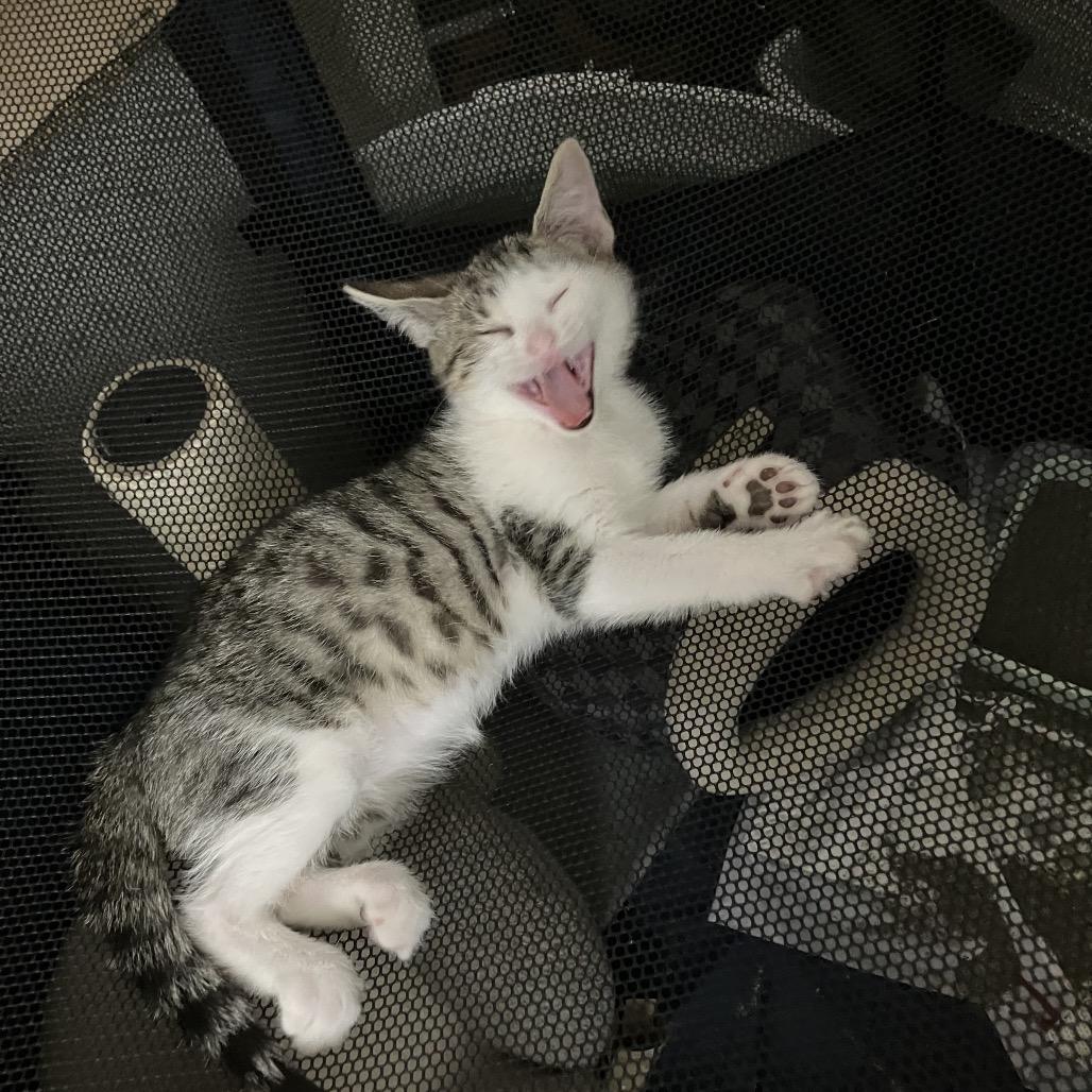 Ilia — thumbnail 5