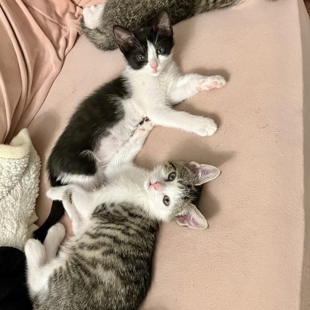 Ilia — thumbnail 6