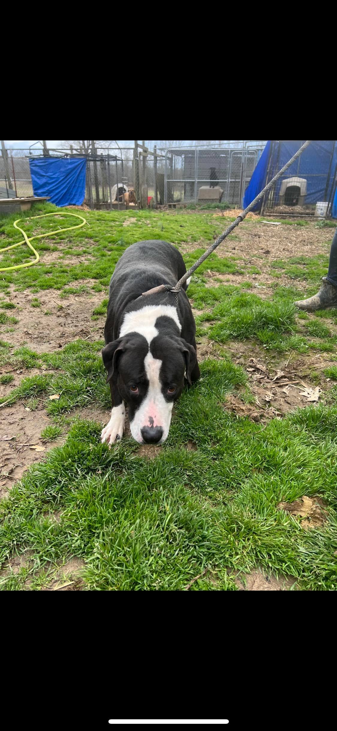 Enlarge Sissy, a Adoptable mixed breed in Greenfield, TN image 1/12