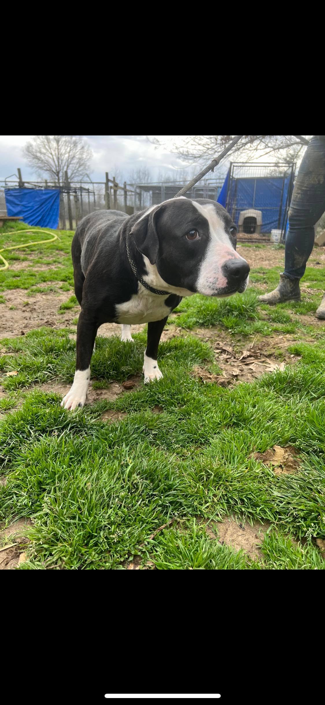 Enlarge Sissy, a Adoptable mixed breed in Greenfield, TN image 2/12