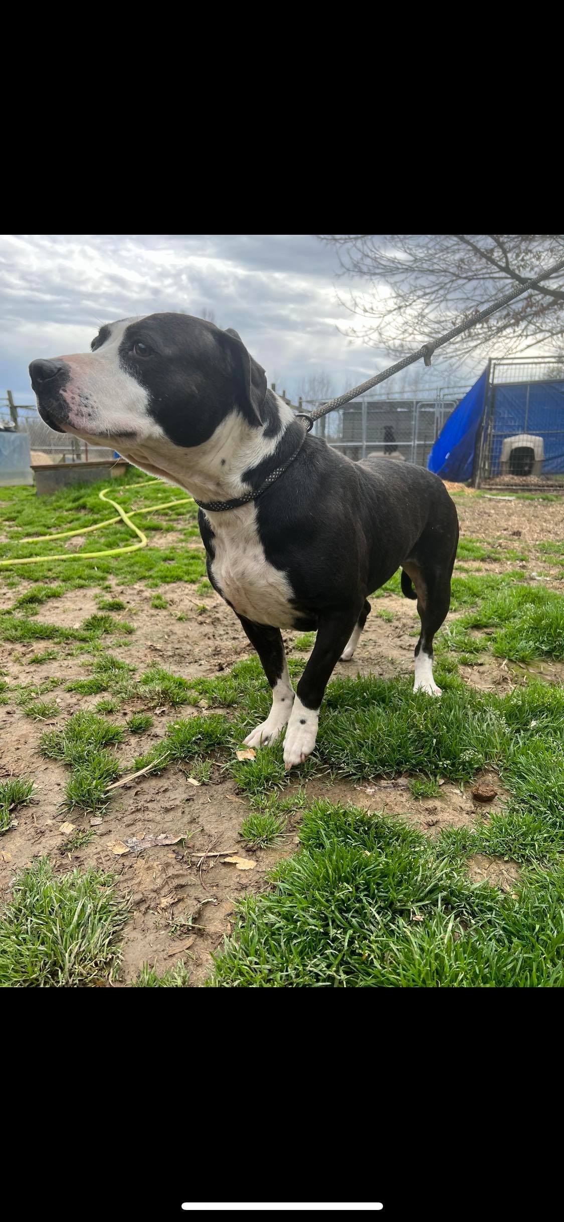 Enlarge Sissy, a Adoptable mixed breed in Greenfield, TN image 3/12