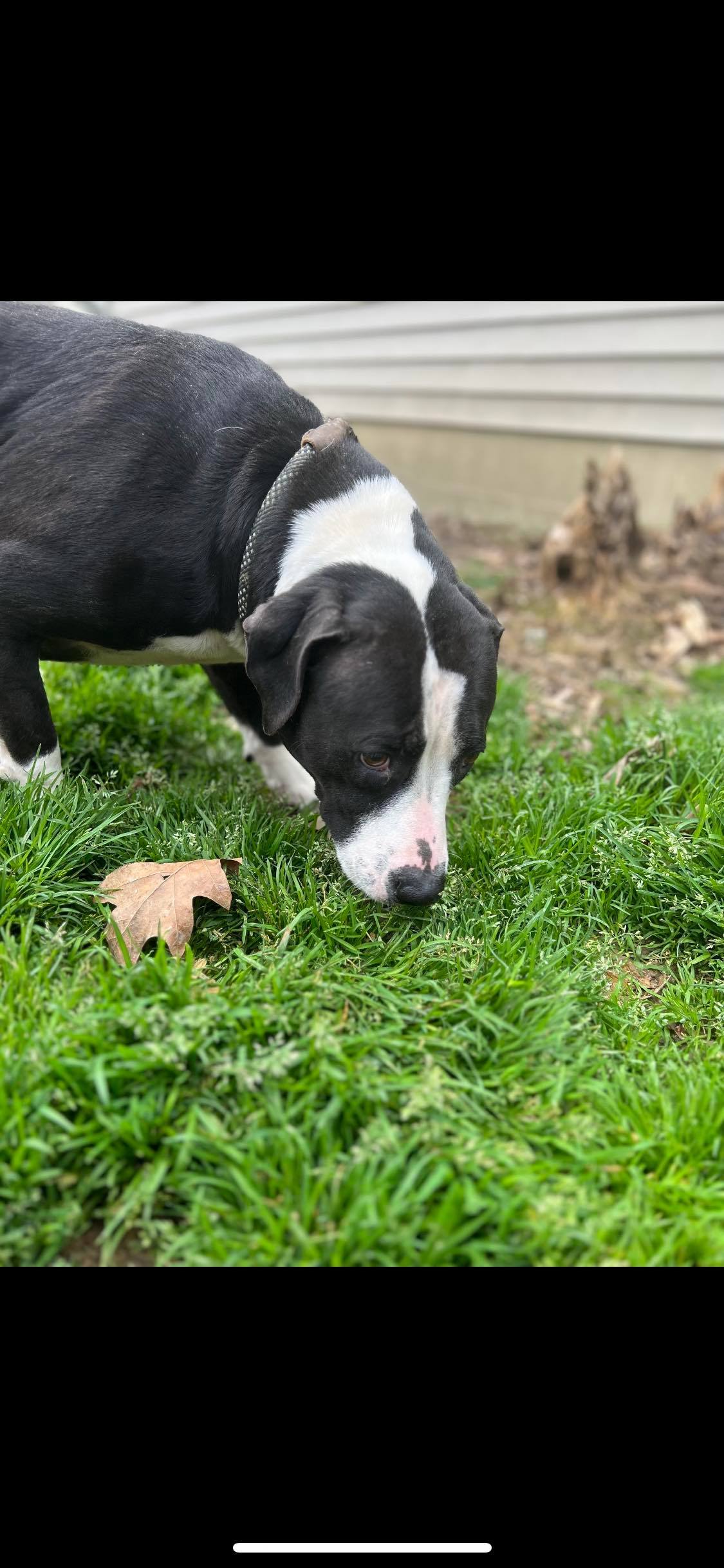 Enlarge Sissy, a Adoptable mixed breed in Greenfield, TN image 4/12