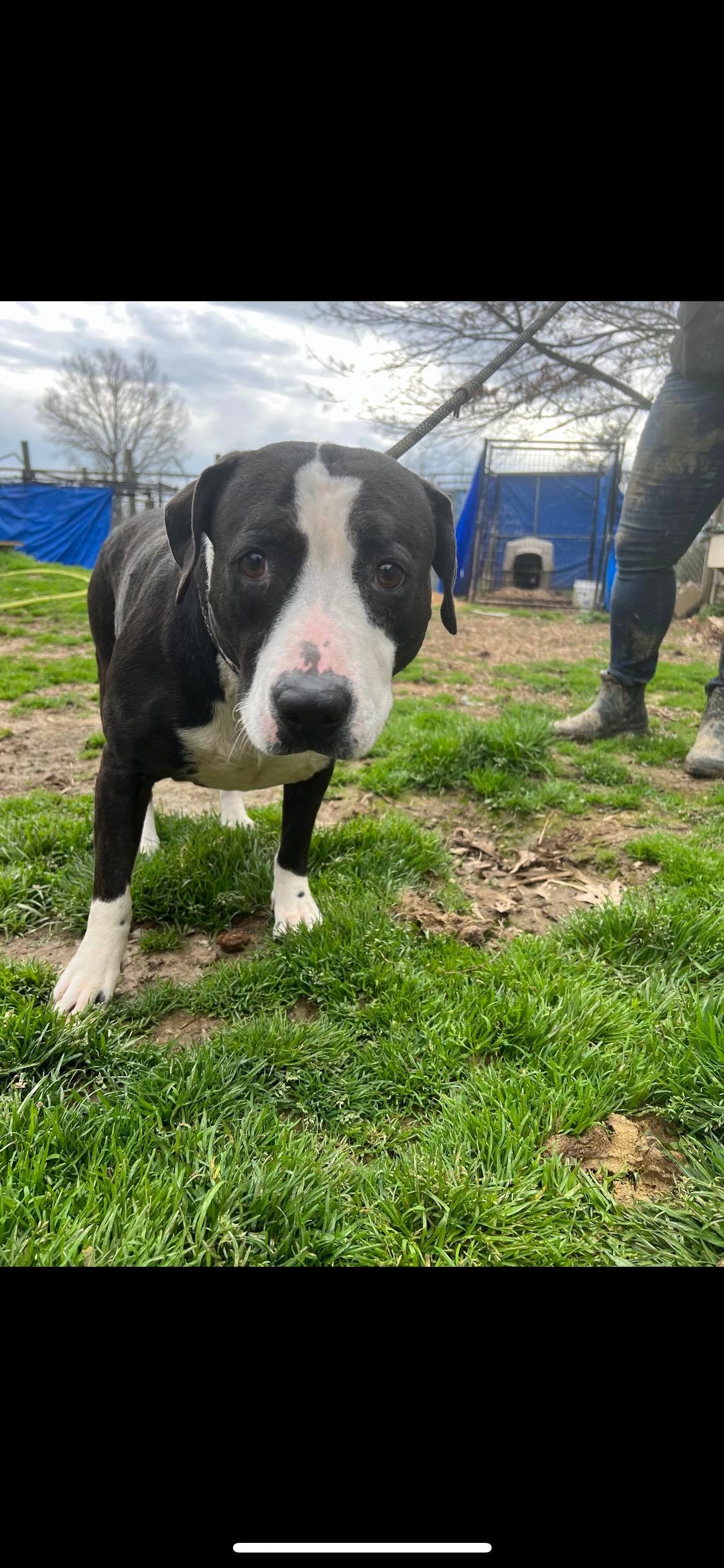 Enlarge Sissy, a Adoptable mixed breed in Greenfield, TN image 5/12