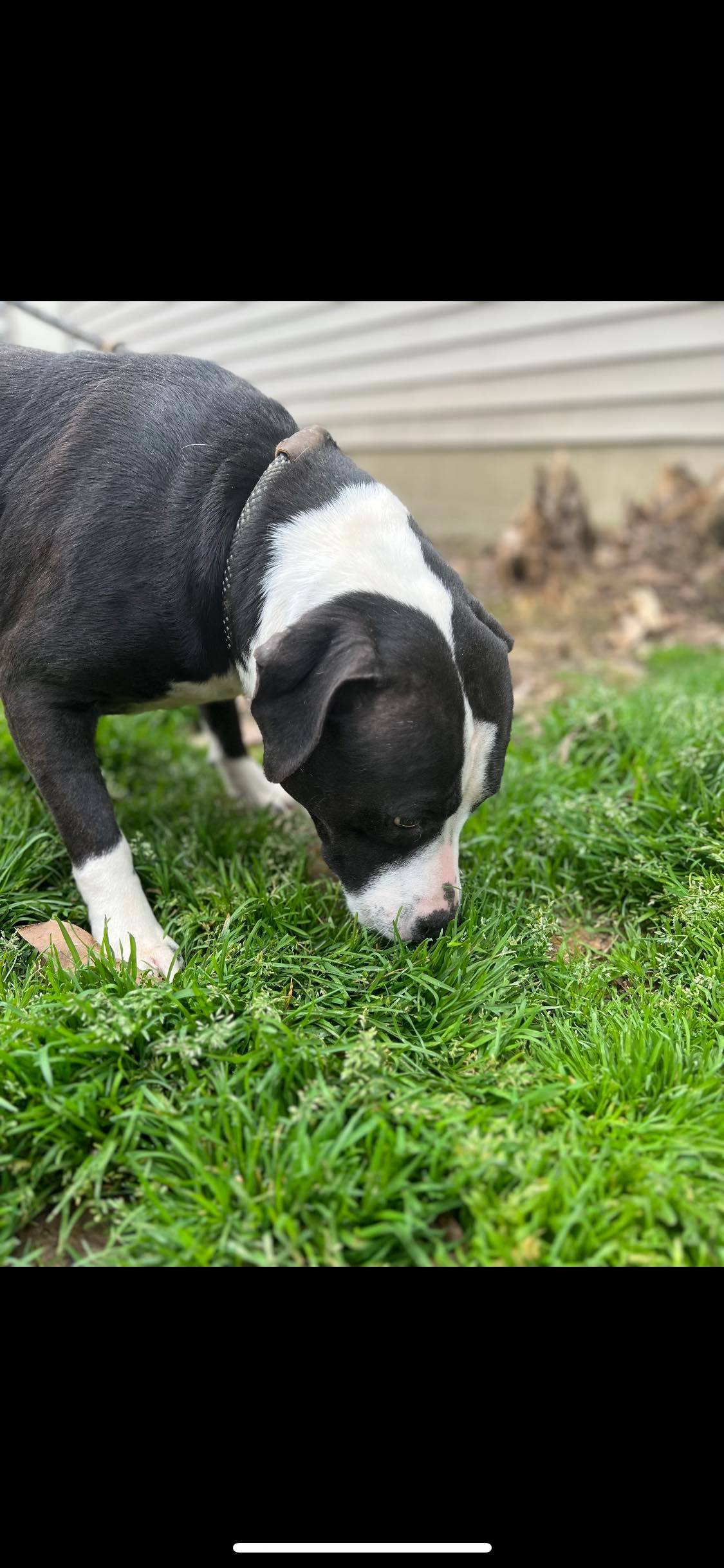 Enlarge Sissy, a Adoptable mixed breed in Greenfield, TN image 6/12