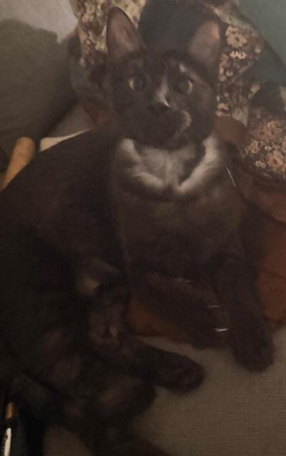 Enlarge Bettie, a ADOPTABLE Domestic Short Hair in Eugene, OR image 2/5