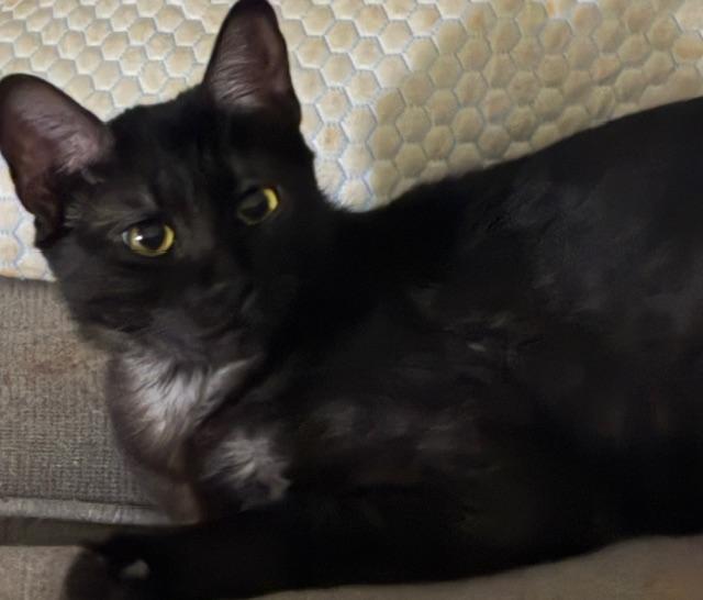 Enlarge Bettie, a ADOPTABLE Domestic Short Hair in Eugene, OR image 3/5