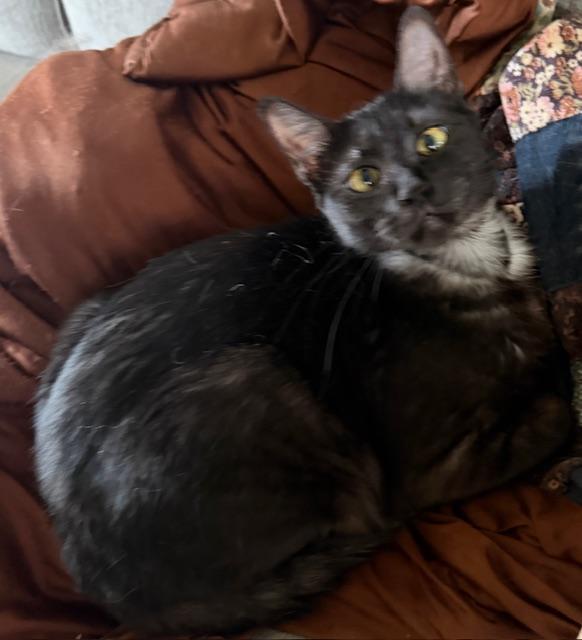 Enlarge Bettie, a ADOPTABLE Domestic Short Hair in Eugene, OR image 5/5