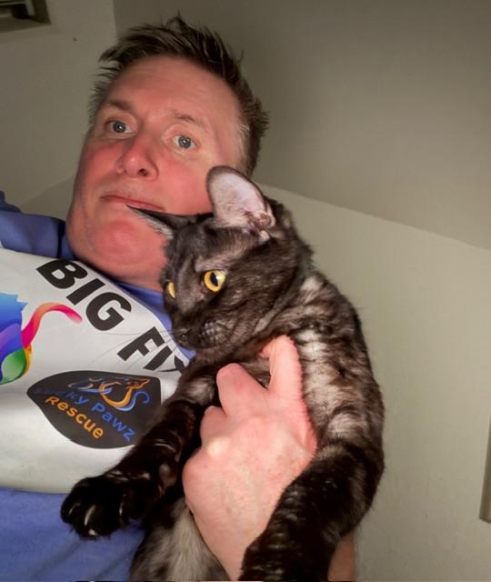 Enlarge Bettie, a ADOPTABLE Domestic Short Hair in Eugene, OR image 4/5