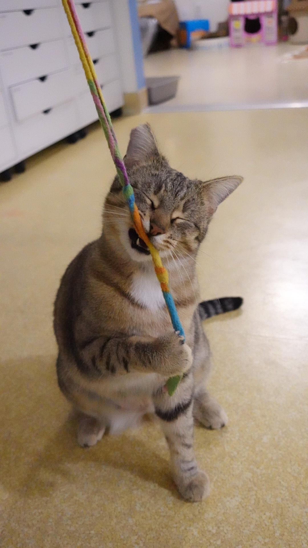 Scooby, an adopted Domestic Short Hair in San Luis Obispo, CA image 2/4