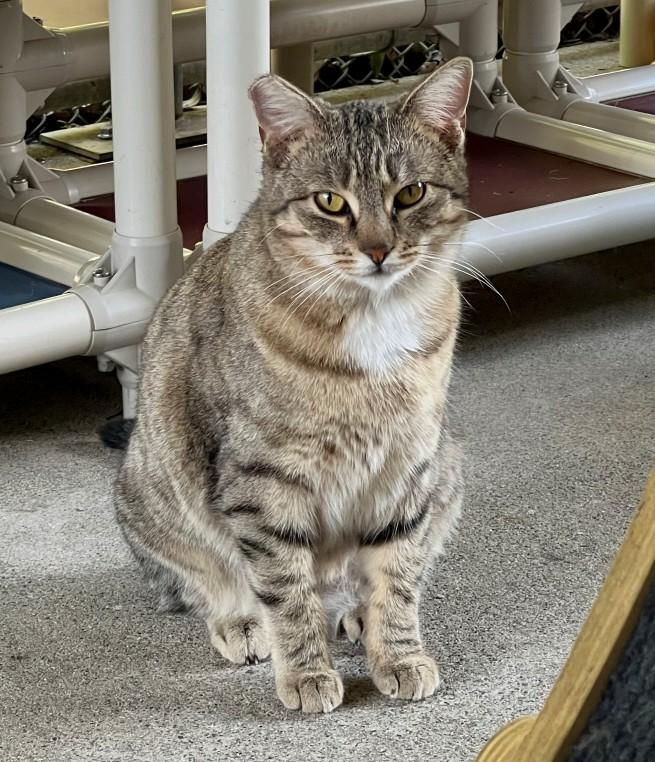 Scooby, an adopted Domestic Short Hair in San Luis Obispo, CA image 1/4