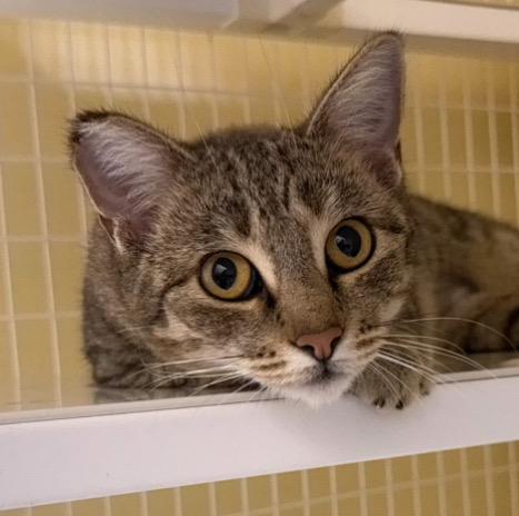 Scooby, Adoptable, Adult Female Domestic Short Hair.