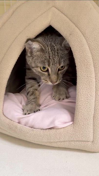 Enlarge Scooby, a Adoptable Domestic Short Hair in San Luis Obispo, CA video 2/2