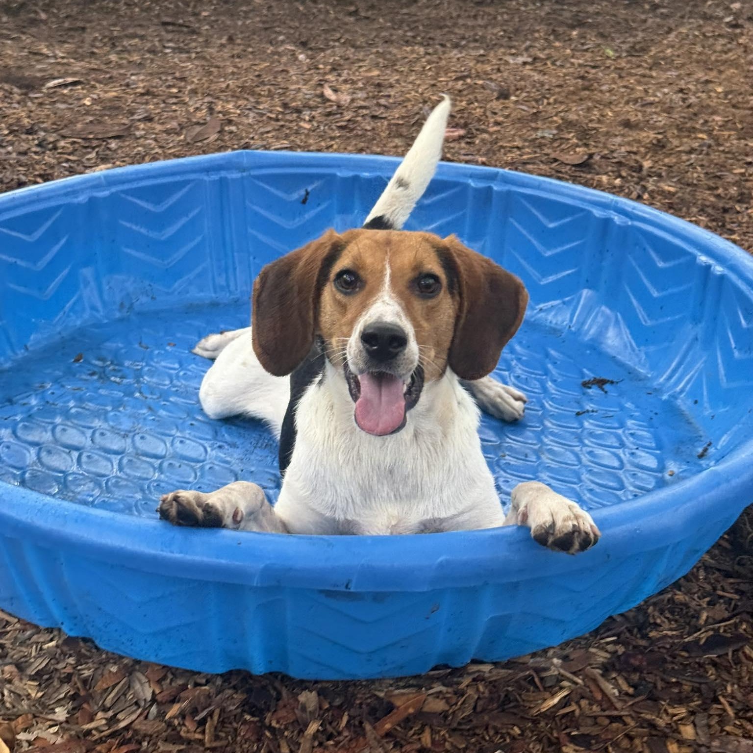 Enlarge James Brown, an adoptable mixed breed in St. Augustine, FL image 1/1