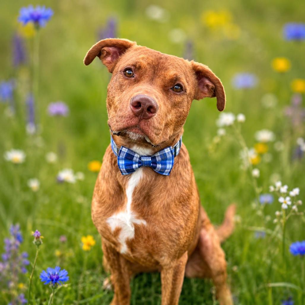Enlarge Bruno, a Adoptable mixed breed in Binghamton, NY image 1/6
