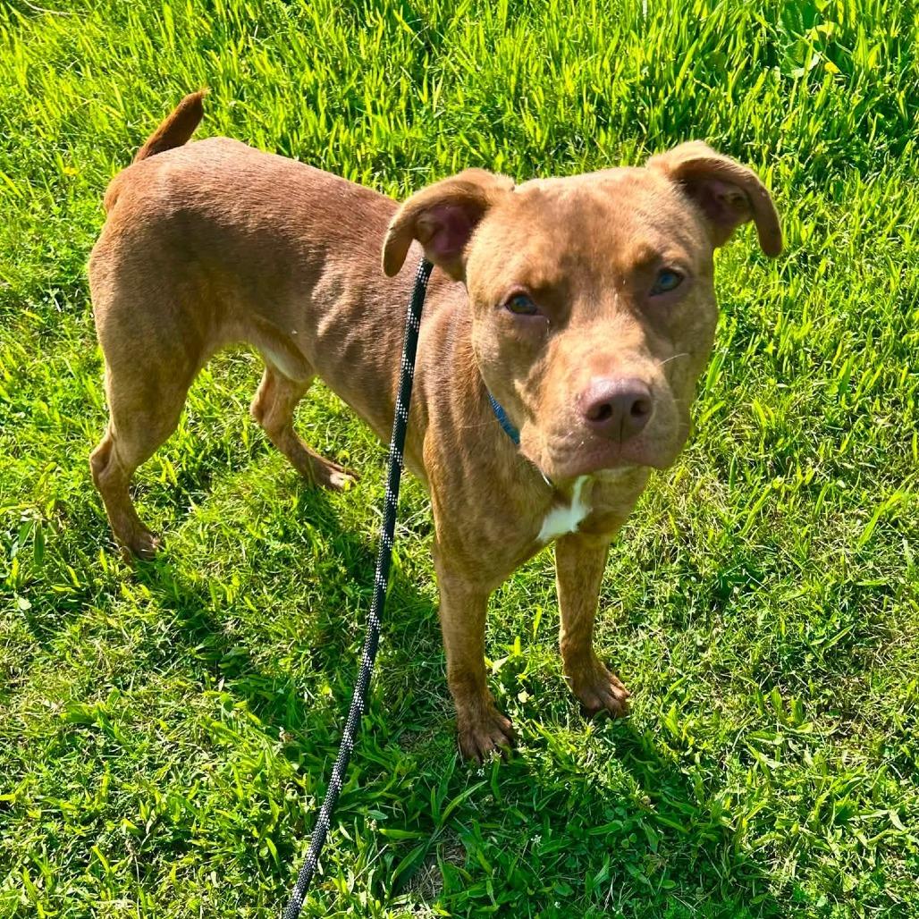 Bruno, Adoptable, Adult Male Pit Bull Terrier & Mixed Breed.