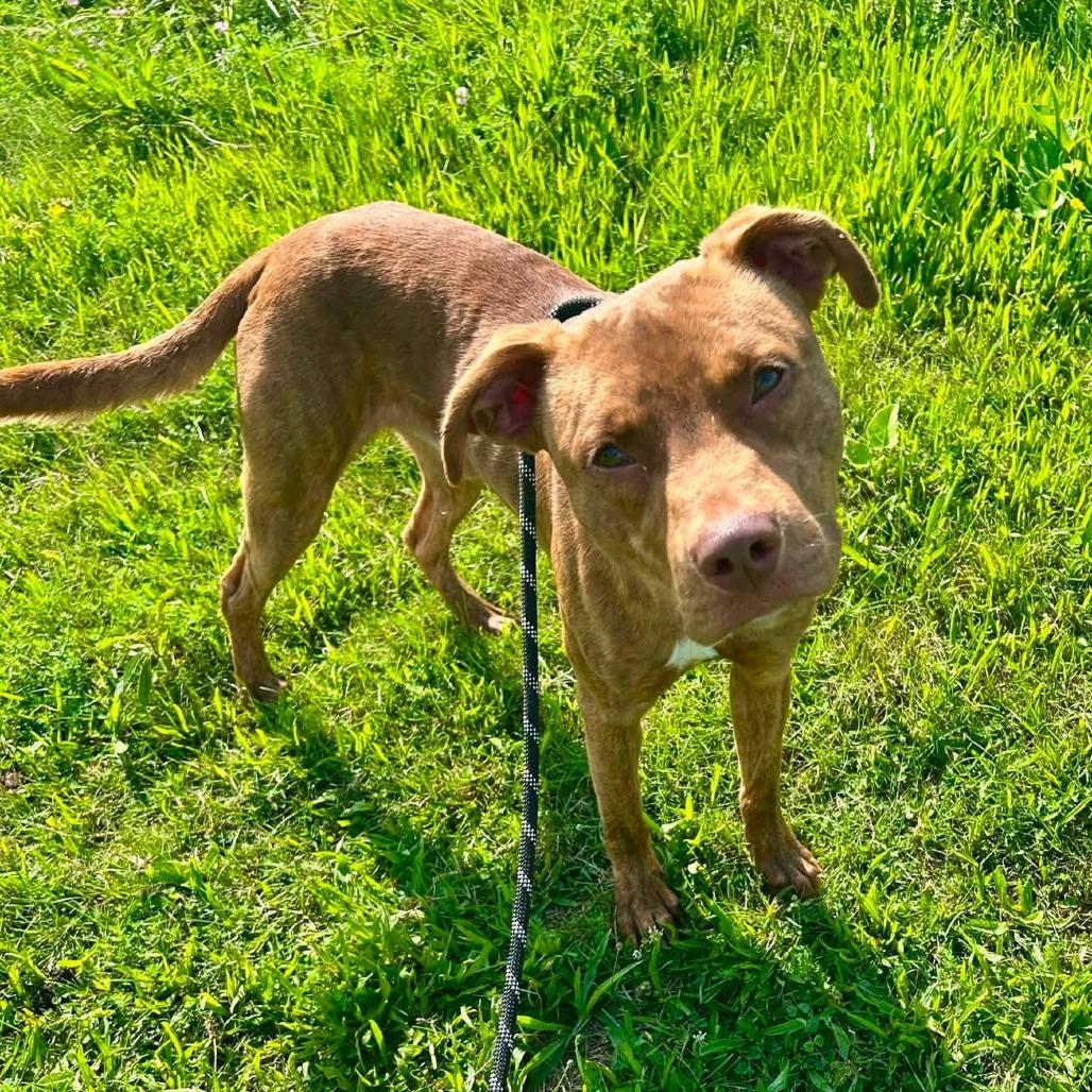 Enlarge Bruno, a Adoptable mixed breed in Binghamton, NY image 2/5