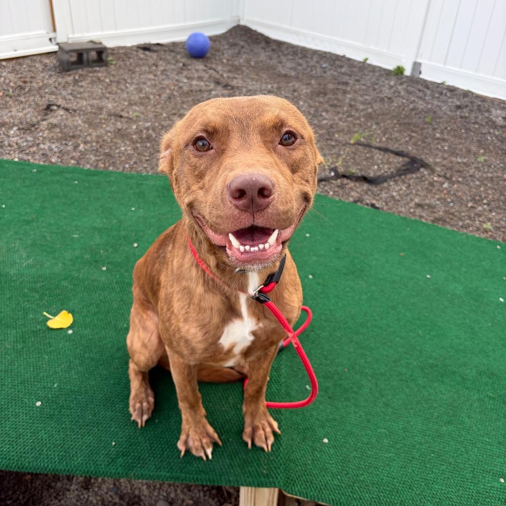 Enlarge Bruno, a Adoptable mixed breed in Binghamton, NY image 3/5