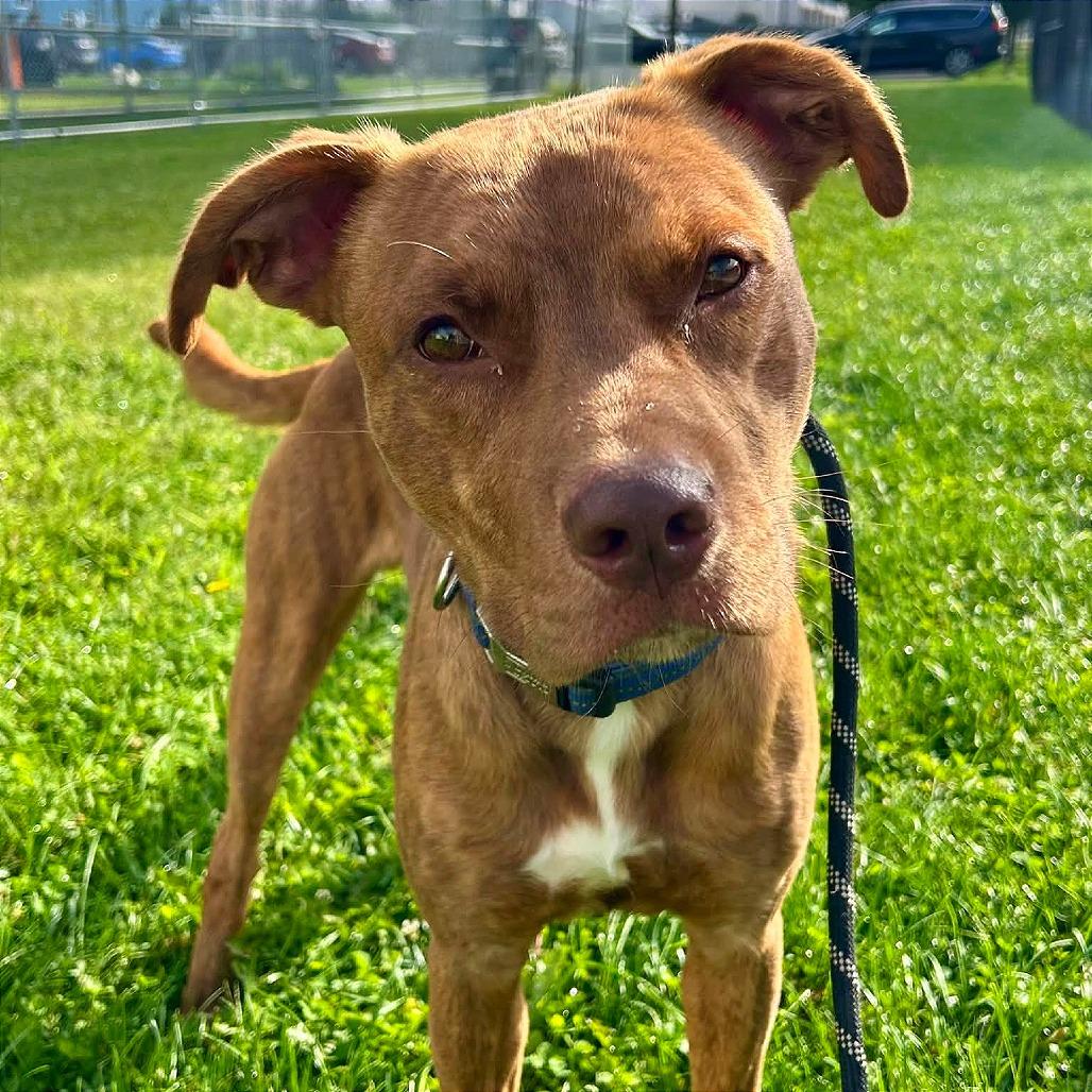 Enlarge Bruno, a Adoptable mixed breed in Binghamton, NY image 4/6