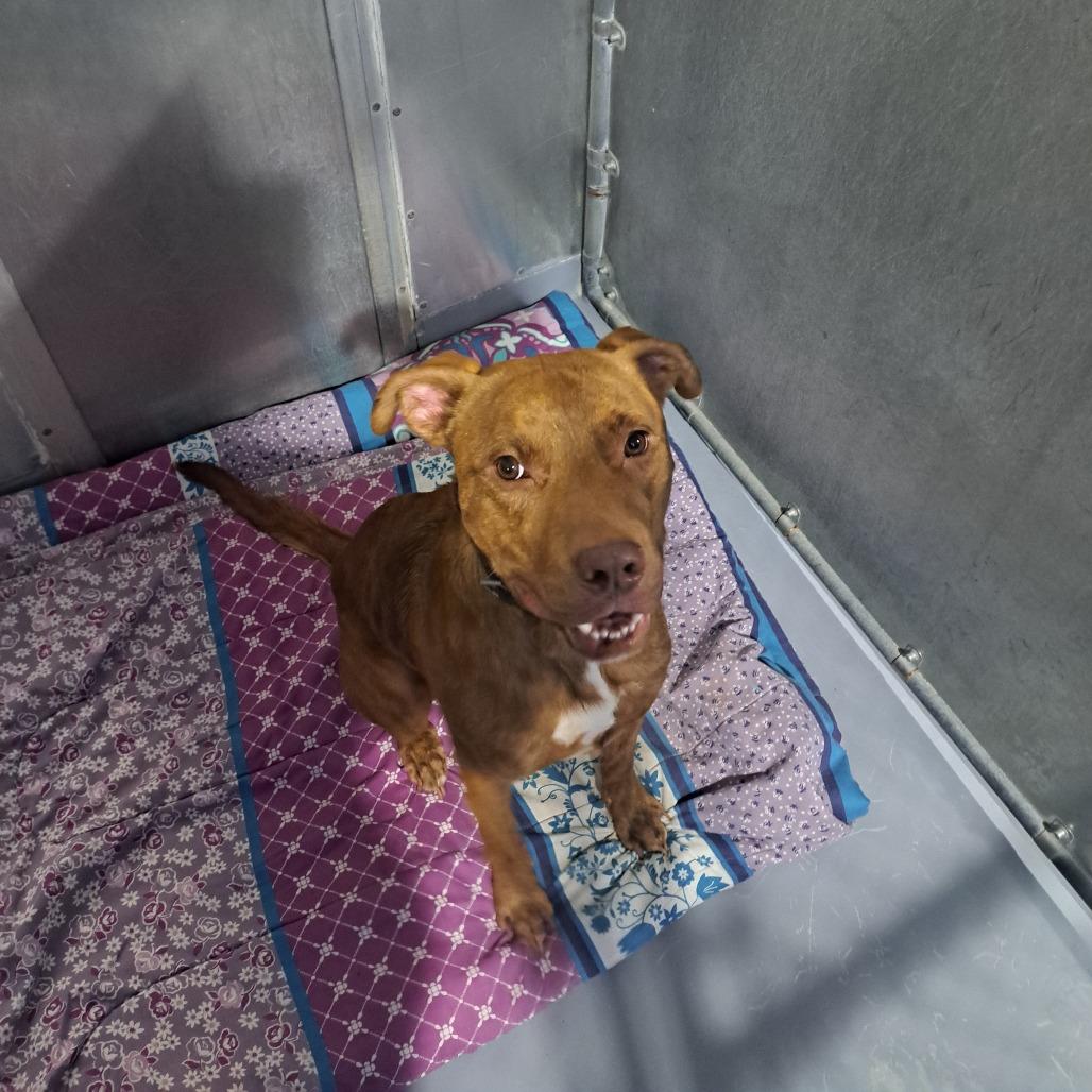 Enlarge Bruno, a Adoptable mixed breed in Binghamton, NY image 4/5