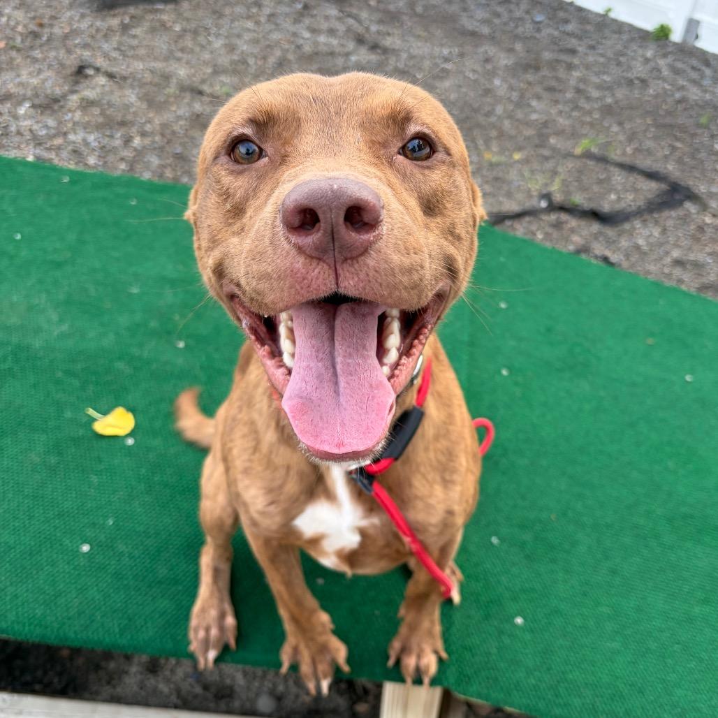 Enlarge Bruno, a Adoptable mixed breed in Binghamton, NY image 5/5