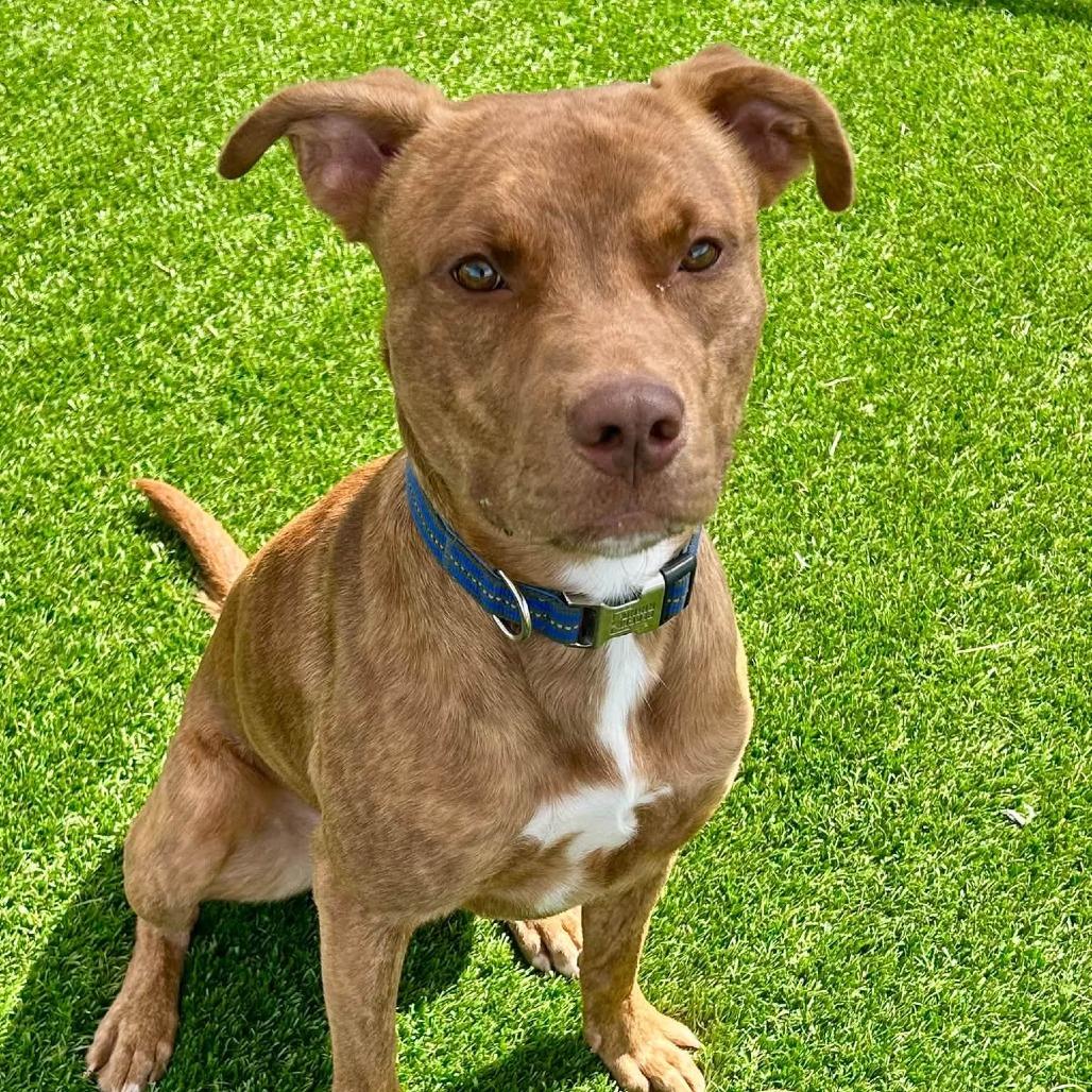 Enlarge Bruno, a Adoptable mixed breed in Binghamton, NY image 6/6