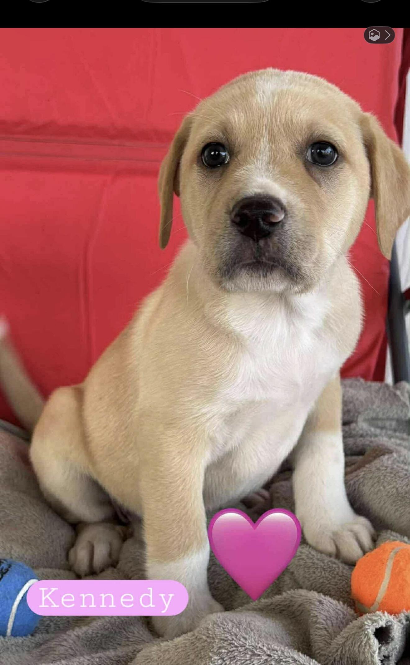 Enlarge Kennedy, a Adopted mixed breed in Minneapolis, MN image 1/6