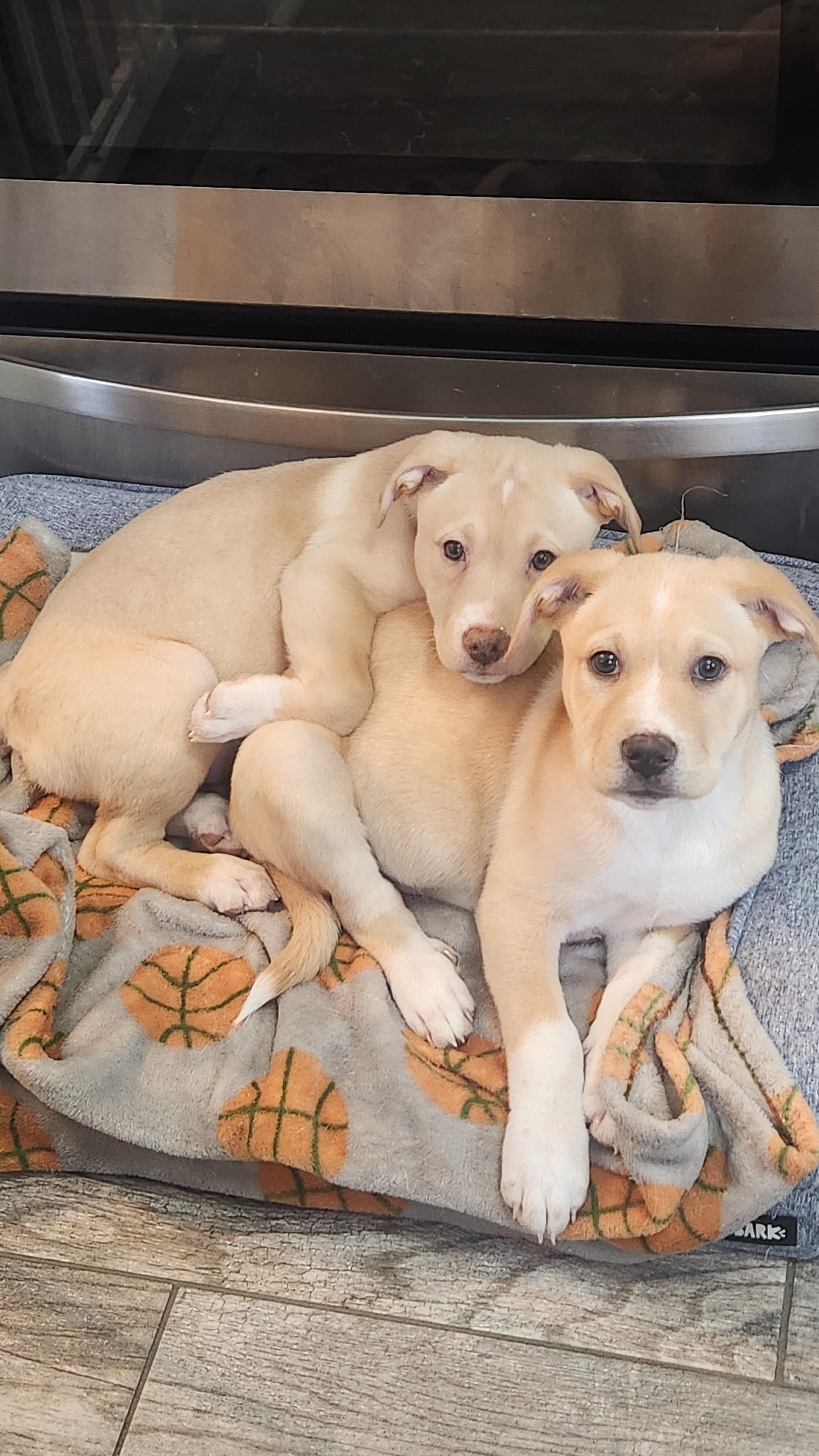 Enlarge Kennedy, a Adopted mixed breed in Minneapolis, MN image 3/6