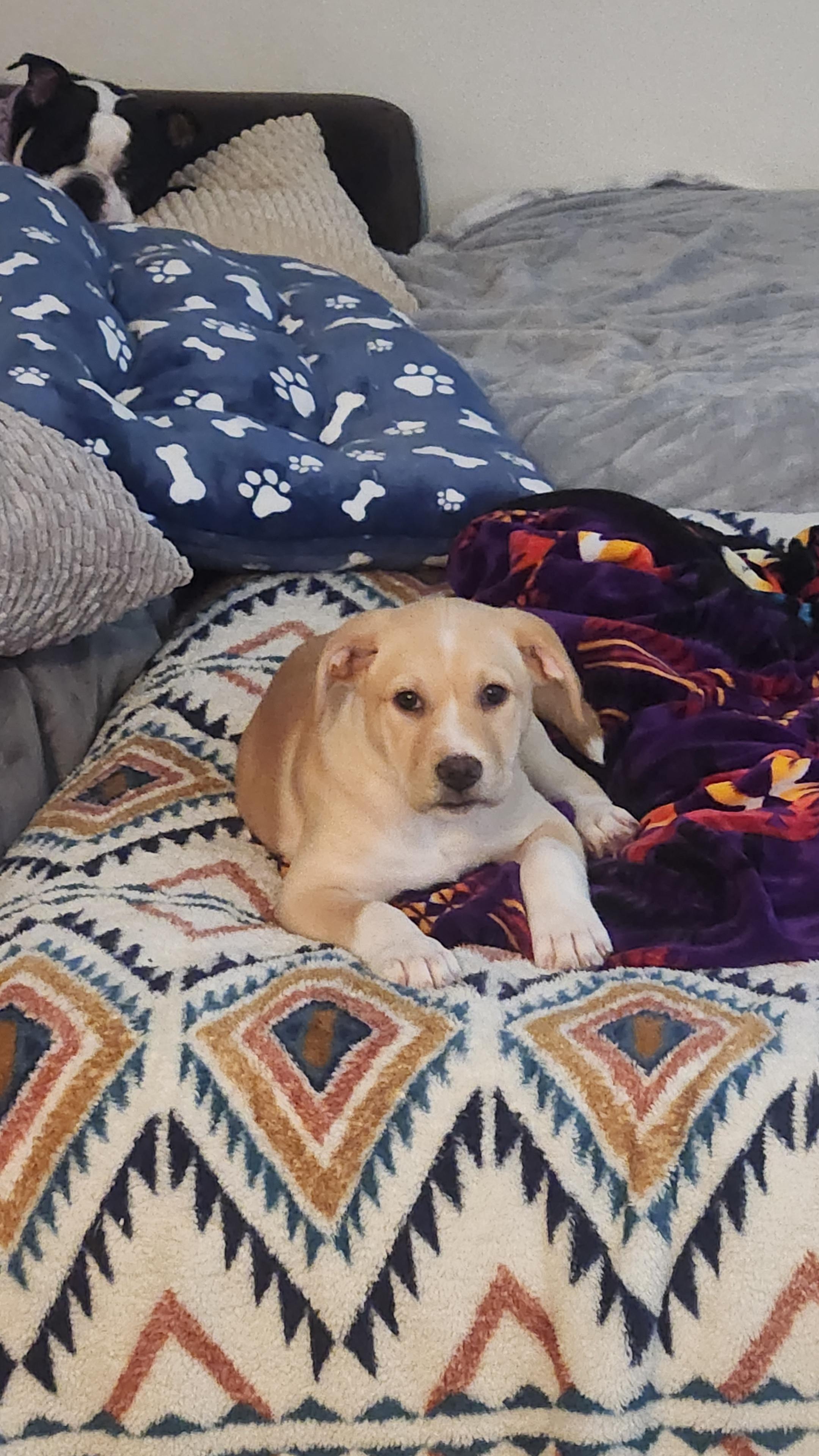 Enlarge Kennedy, a Adopted mixed breed in Minneapolis, MN image 5/6