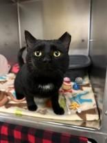 Clifford, adopted, Adult Male Domestic Short Hair.