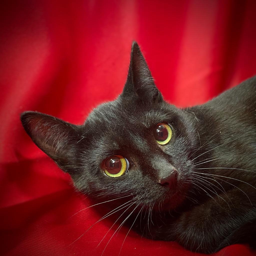 Enlarge BG (Baby Girl), a Adoptable mixed breed in Pittsfield, IL image 1/2