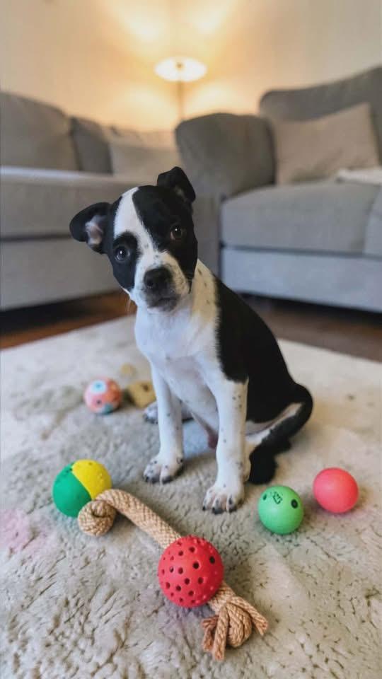 Spanky Mario, Adopted, Puppy Male American Staffordshire Terrier.