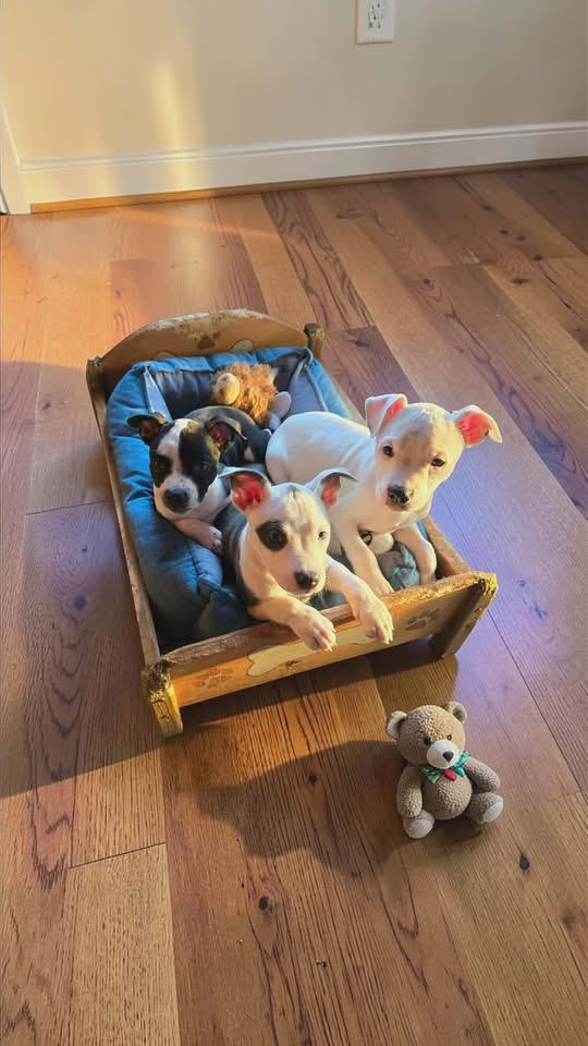 Enlarge Spanky Mario, a Adopted American Staffordshire Terrier in Berlin, NJ image 2/3