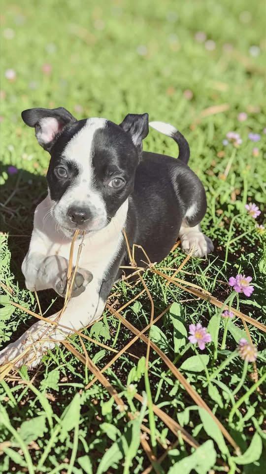 Enlarge Spanky Mario, a Adopted American Staffordshire Terrier in Berlin, NJ image 3/3