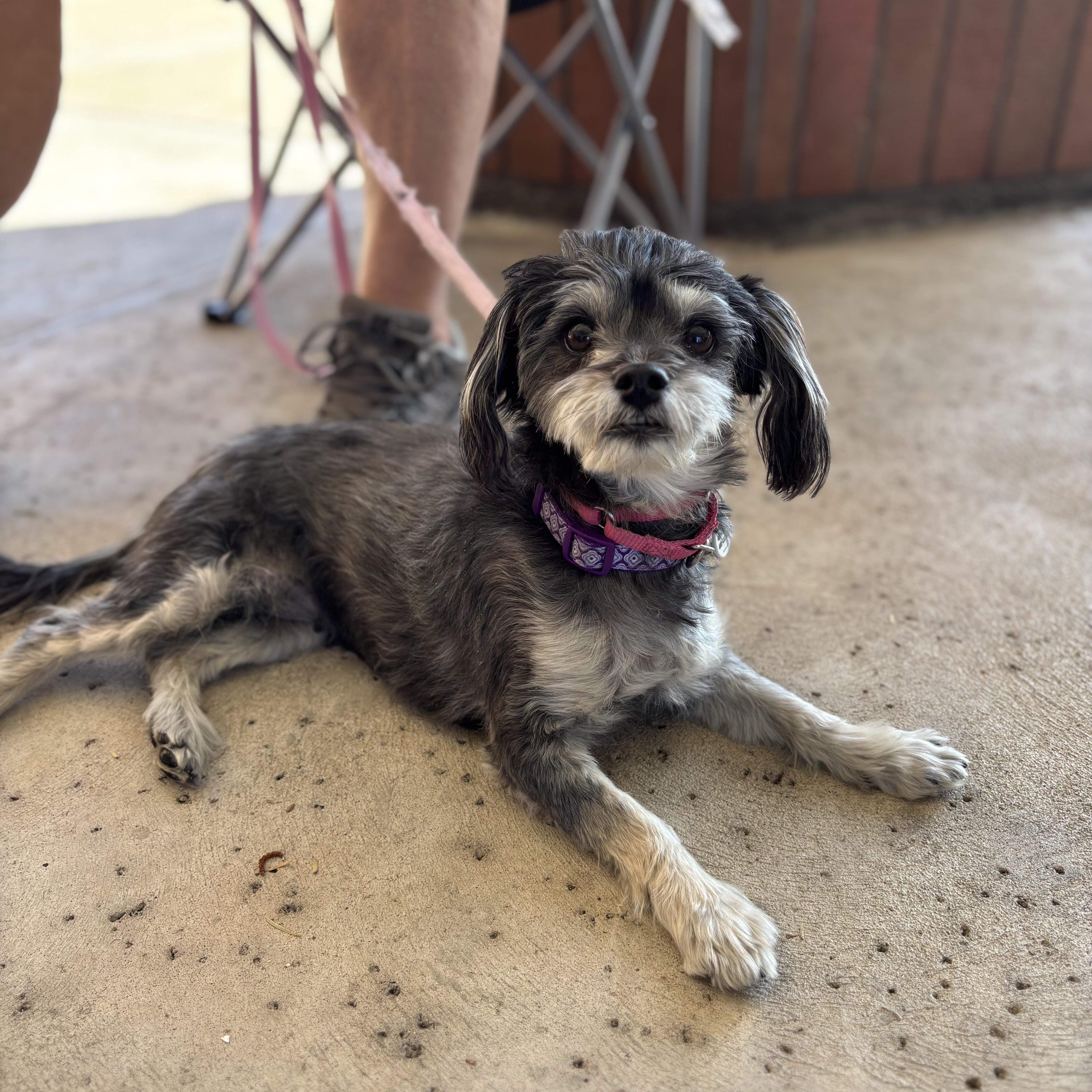 Wendy, an adopted mixed breed in Phoenix, AZ image 5/5