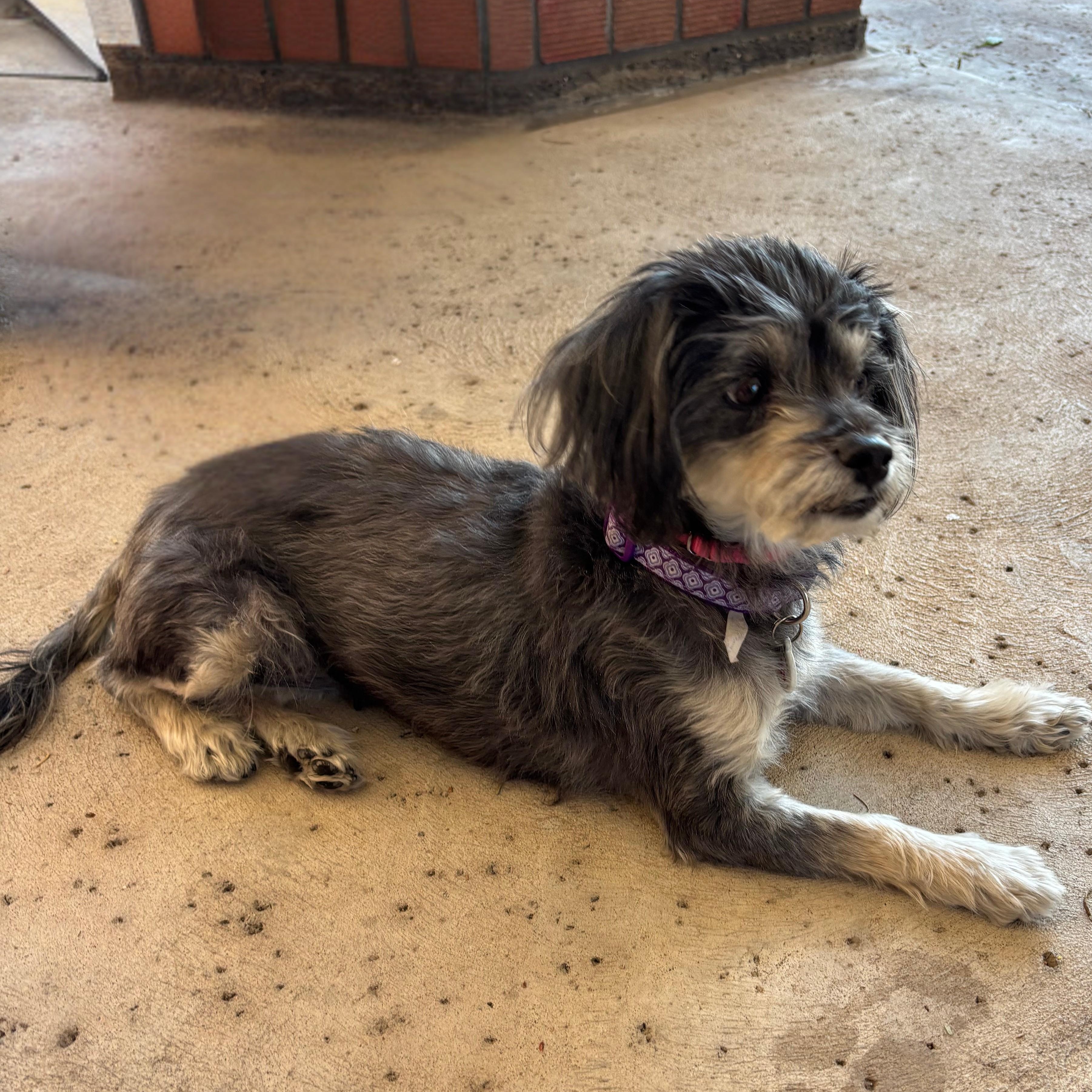 Wendy, an adopted mixed breed in Phoenix, AZ image 4/5