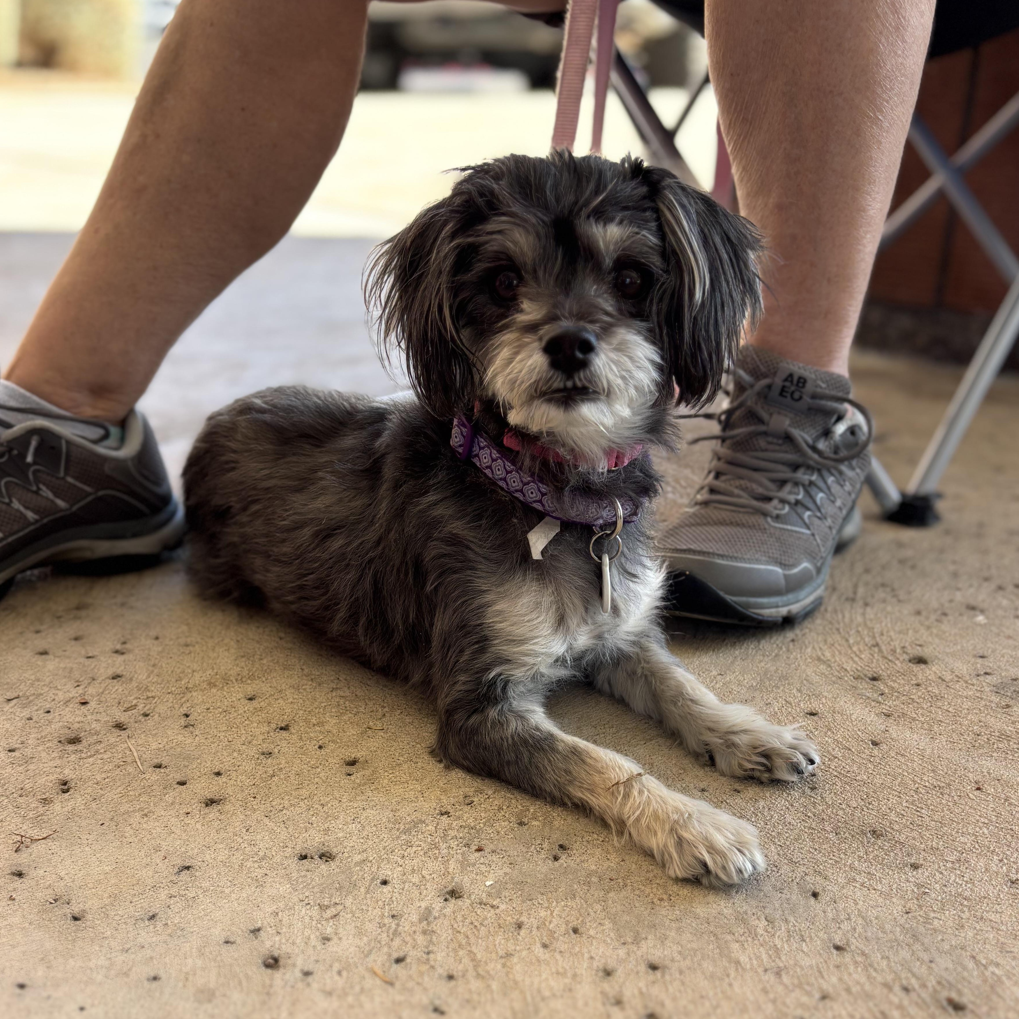 Wendy, an adopted mixed breed in Phoenix, AZ image 3/5