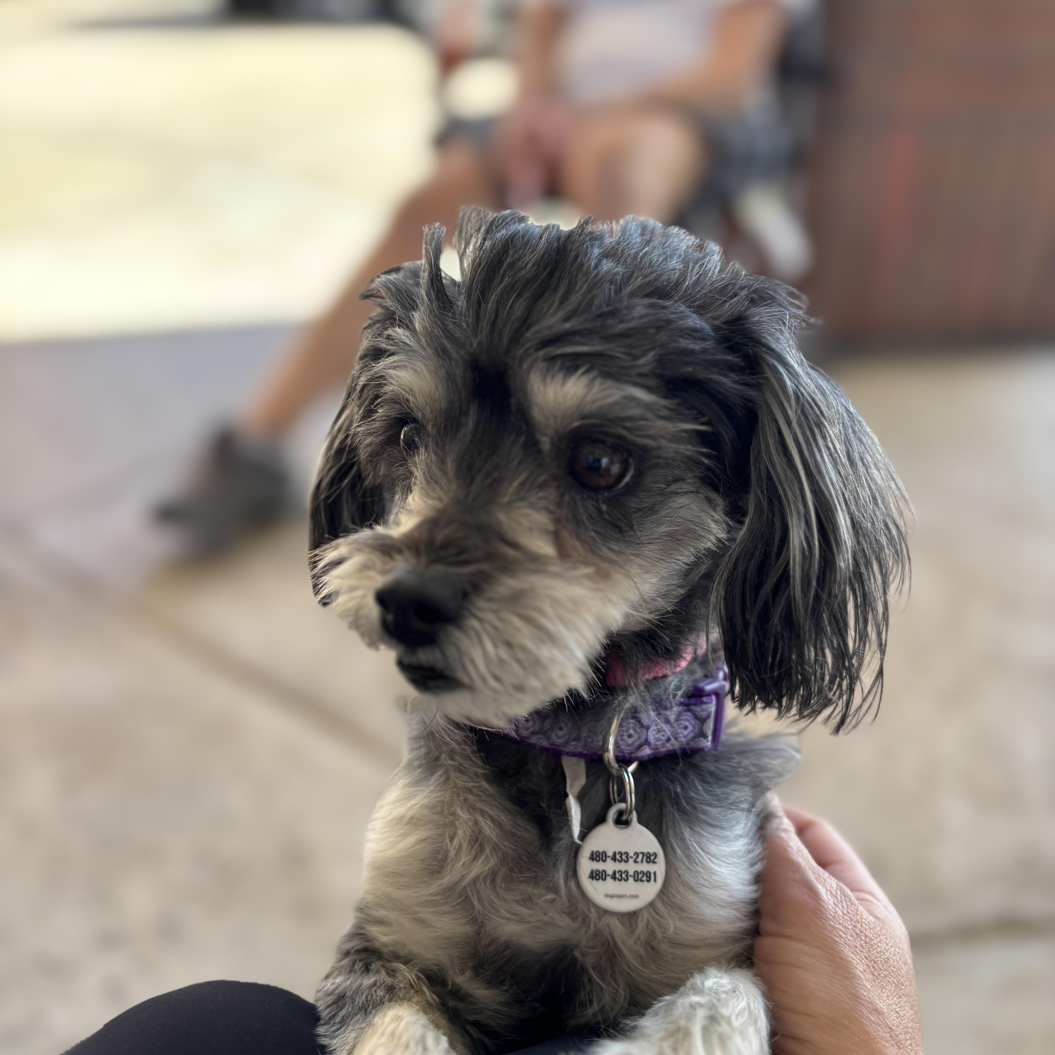 Wendy, an adopted mixed breed in Phoenix, AZ image 1/5